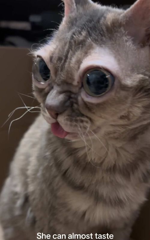 Better get on it!  #foryoupage #catsoftiktok #cattok #cat #funnycat 