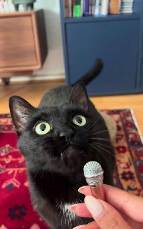 Today’s pawdcast episode “nom nom nom” 🎤🐈‍⬛💕 #catscatscats #cat #catslovers #blackcat #catsoftiktok 
