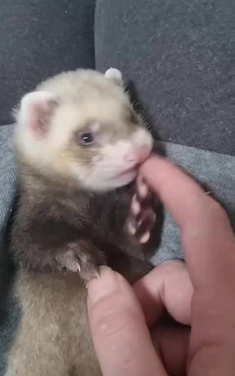 Cute 🥰  #ferrethaven #exoticpets #ferretsoftiktok #fyppp #ferret 