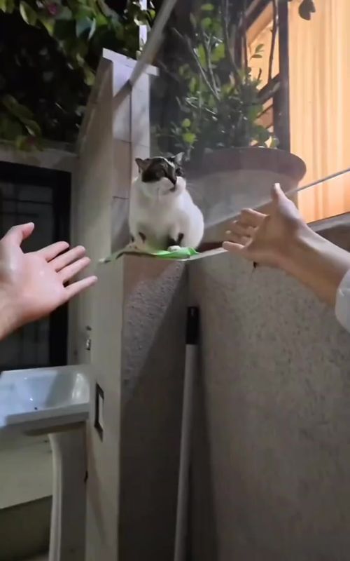 cat 🐈#cat #catsoftiktok #fyp #cute 