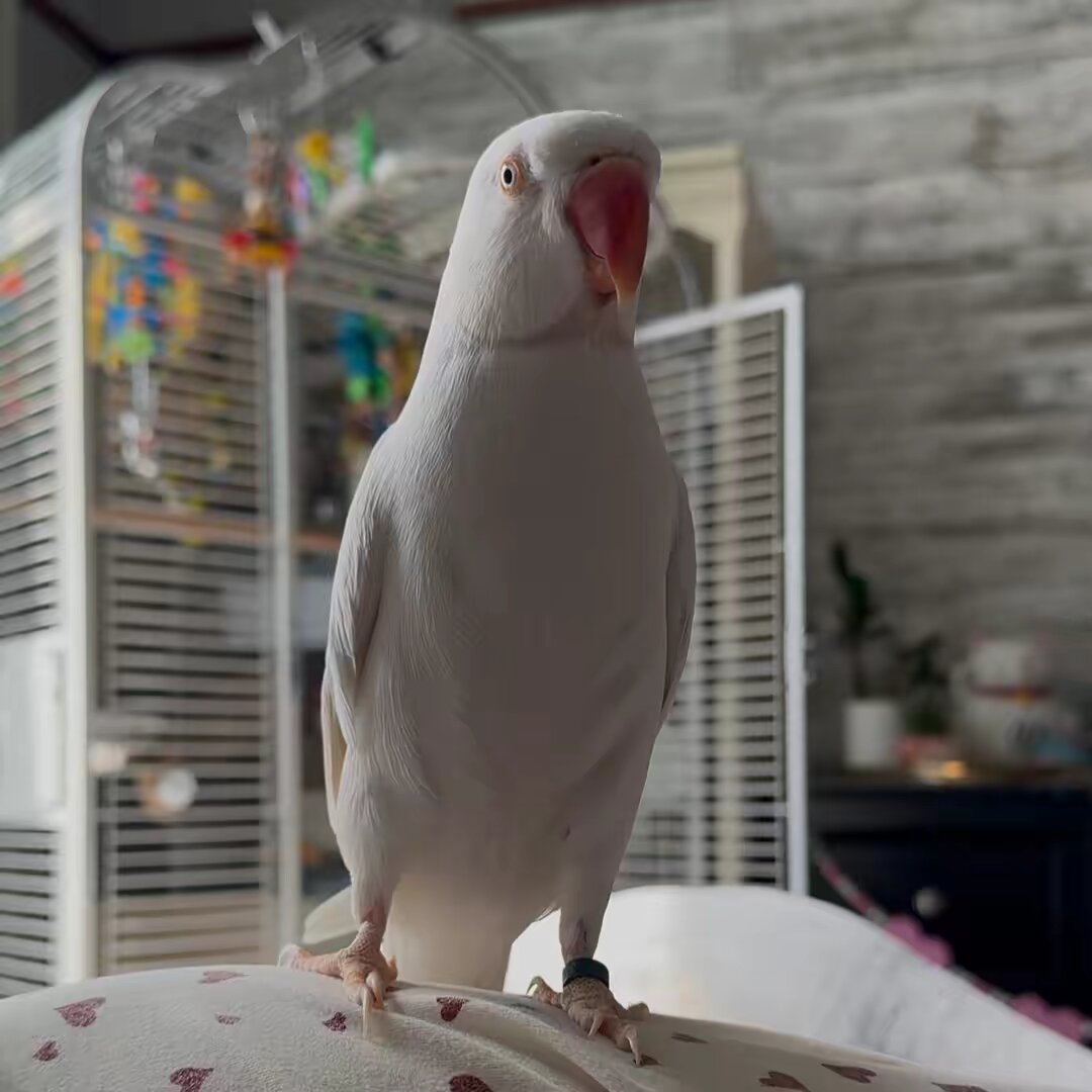 It’s Pickle! | Ringneck Parrot