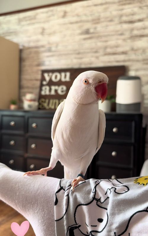 What are you doing? It’s Pickle! A talking Pickle! 💚 #parrot #funnyanimals #bird #pet 