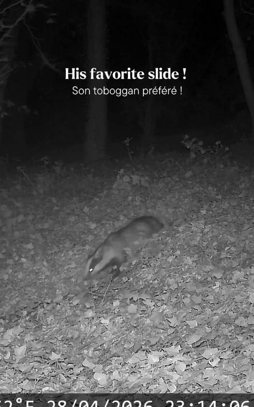 His favorite slide 😂 Same path. Every night ! #wildlife #nature #badger #animals #fyp 