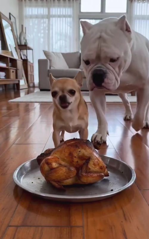 “Dogs vs Food: Ultimate Hunger Battle 😂🍗”so funny’s😂😂😂😜😜😜🤣🤣🤣…… #funnydogs #fyp #funnyvideos #dogsoftiktok #dogsoftiktokviral 