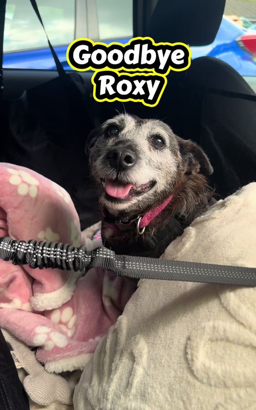 Wonderful news!! After 6 months as a homeless dog our senior terrier girl Roxy finally got adopted! Her amazing family travelled a long way just for our girl and we will be forever grateful 💙 thank you so much @Little Roxy‘s Adventures  #adoptdontshop #terrier #seniordog #olddog #rescuedogs 