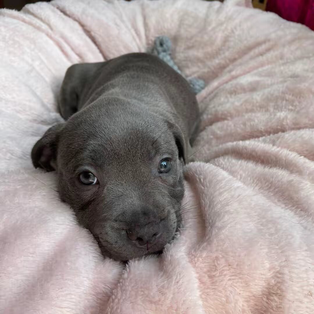 Myla.thebluestaffy🤍
