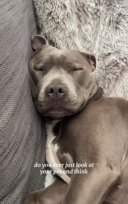 Every time I look at her🥹 #staffy #mylathebluestaffy #sleepydog #doglovers #staffordshirebullterier 