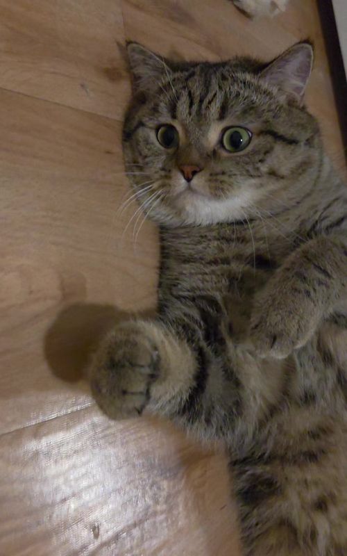 #catsoftiktok #cutecat #Cat #FunnyCats 