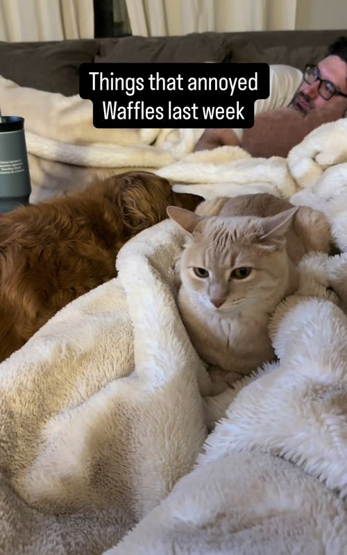 Waffles has found a true nemesis in Maple’s joy #cats #dogs #pets #grumpycat #goldenretriever 