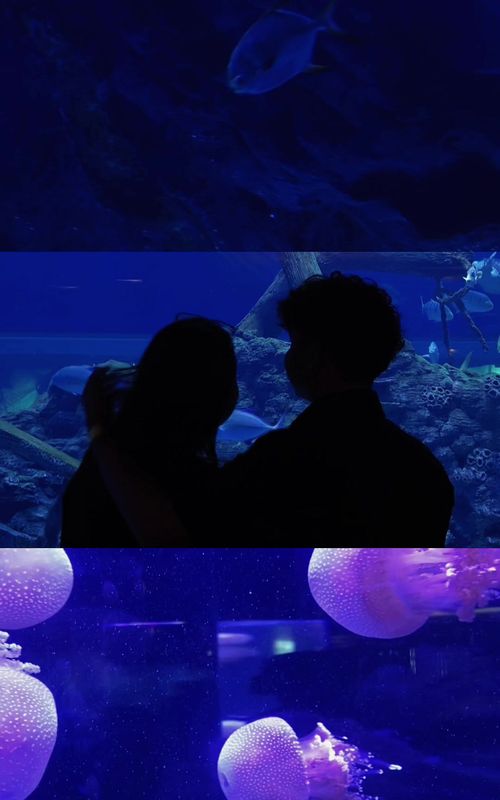 Aquadate #bxsea #aquariumdate #fyp 