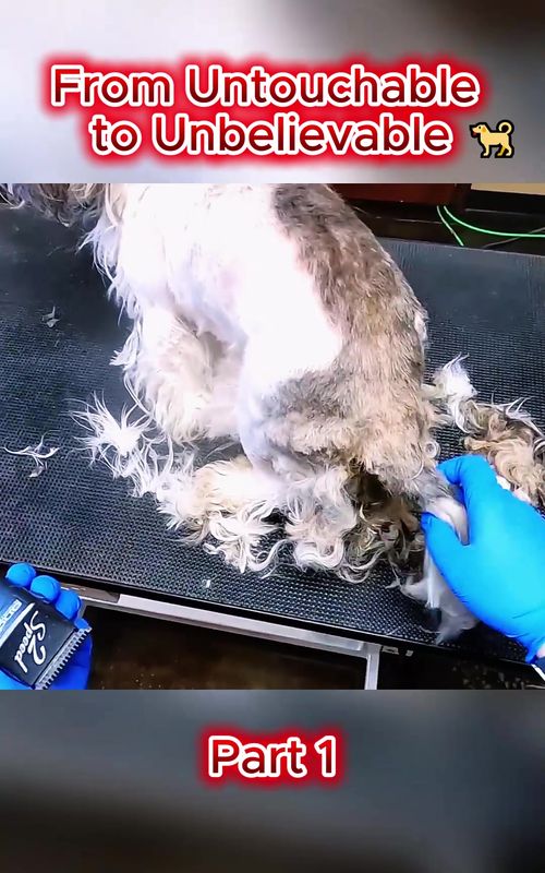 From Untouchable to Unbelievable 🐕✨ #dogtransformation #groomingmagic #satisfying #PetsOfTikTok #beforeandafter (1)