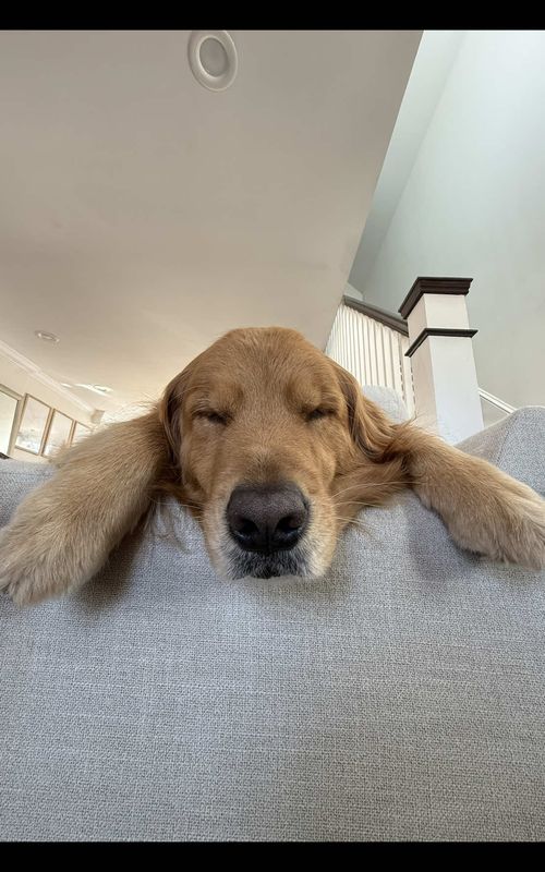 This is our very special dog Wally ☺️ #goldenretriever #dogsoftiktok #family 