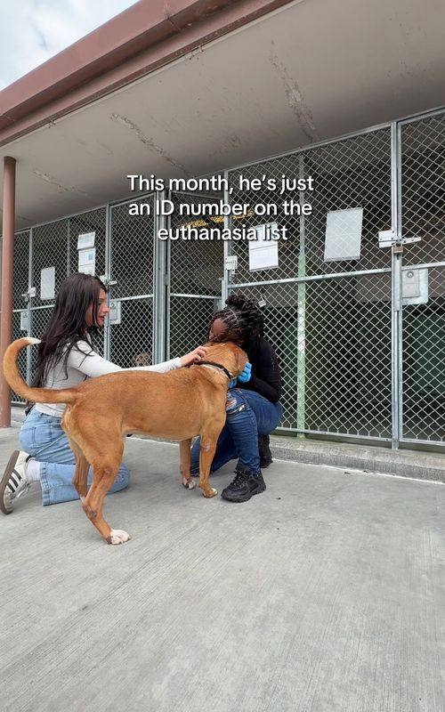 Tanner was surrendered because his owner didn’t have time for him, he came in with his tiny Chihuahua sibling who was adopted but he was left behind 😕  His shelter notes say only experienced volunteers should walk him, no other dogs in the home, adults only home …so I didn’t really know what to expect when I met him today. But honestly, he was one of the easiest, calmest, most docile dogs I’ve met in a really long time. His notes make him sound intimidating which worries me. I didn’t experience a scary or intimidating dog today. He let me leash him, didn’t jump, didn’t pull, didn’t try to rush out. He just calmly waited and walked out with me like the sweetest boy. He wasn’t super affectionate right away, but it was our first time meeting. You can tell he just needs a little time to feel safe again. Tanner is scheduled for euthanasia at Carson Animal Shelter. If you feel called to help him, please don’t wait. Come meet him tomorrow  we’re open 11am to 5pm. No appointment, no calls required, just come in. Adoptions are done in person. Animal ID: A5767395. 3 years old. 66lbs. Low energy.  Carson Animal Shelter, Gardena CA 