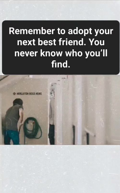 You local Humane Society has your new best friend waiting for you. Get a pet a second chance at love.  You'll love yourself for doing it. #doglife #petlife #PetsOfTikTok #laughter #comedy 