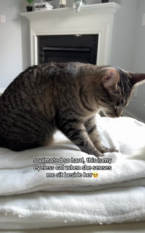 her love aggression at the end🥹 #blindcat #catsoftiktok #cutecats 