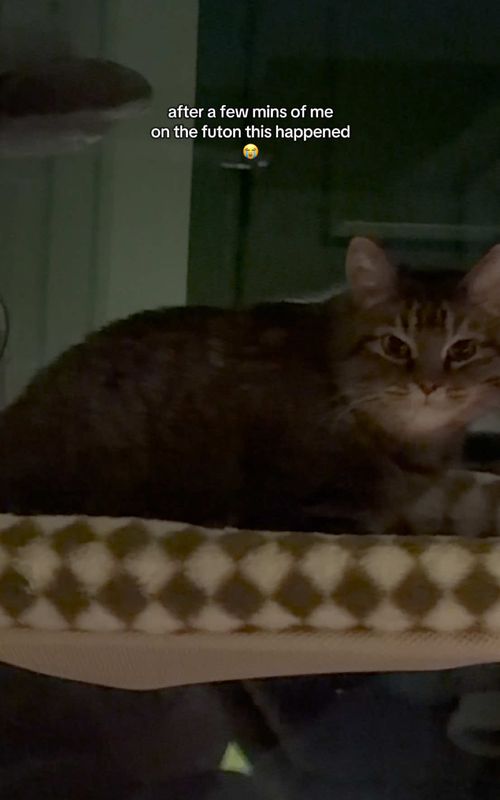 I was STRESSIN 😅😅 she had wheezed a few other times I hadn’t recorded since I getting her new litter box (which I love but required a different kind of litter than the pine pellets I was using) so I was concerned it was becoming more of a thing. I spoke with the shelter and swapped her bag to pine pellets & she hasn’t had an issue I’ve seen since. The deep sleeping the shelter wasn’t concerned about feeling she might have been extra tired from wheezing plus feeling more comfortable with me to sleep deeply. Thankfully day 76 she felt back to normal 🩷 #spicycat #feralcat #fostercat #sheltercat #tabbycat 