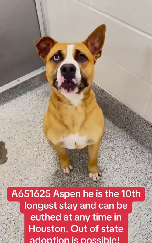 Fill out the app in my bio if you are interested in adopting a shelter dog! #adoptdontshop #rescuedog #shelterdog #fosteringsaveslives #rescuedogarmy 