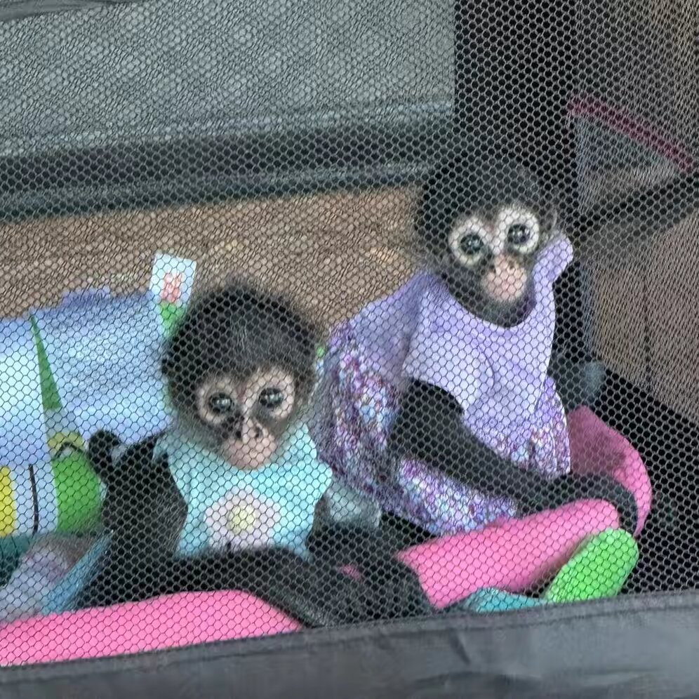 Monkey around with Zyia & Myia