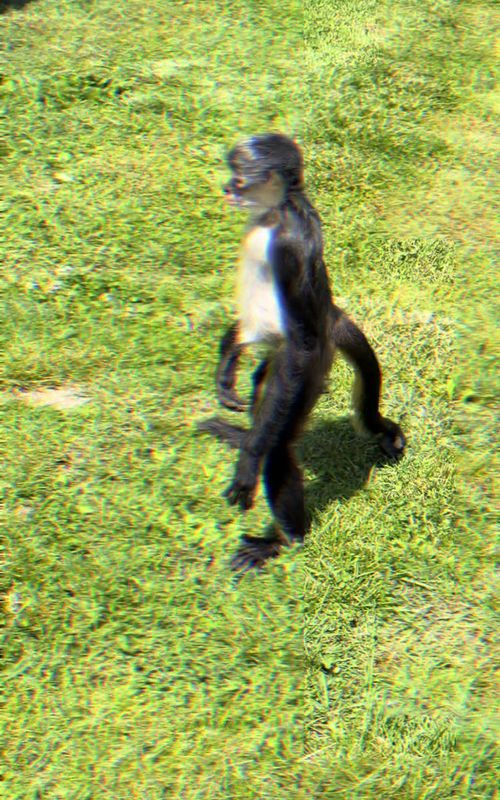 #spidermonkeysoftiktok #monkey #exoticpets #Outdoors 