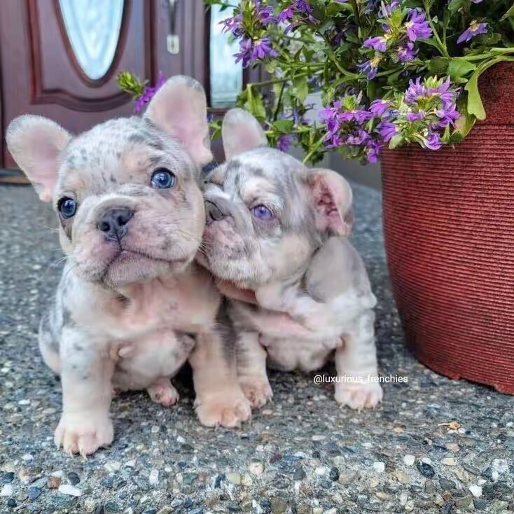 Affordable Frenchies Puppies