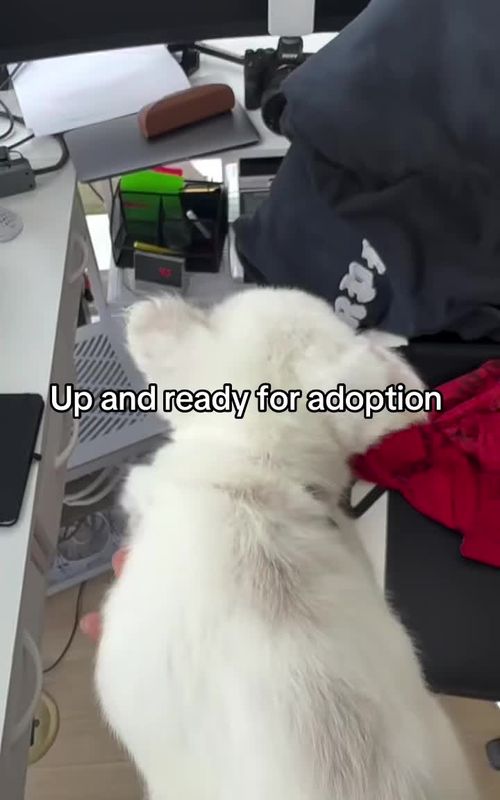 #AdoptDontShop #PuppyForAdoption #DogAdoption #RescuePuppy #FrenchiePuppies 