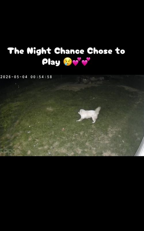 Omg Chance was playing first time ever 😢😢💕💕💕💕#rescuelife #country #rescues #fosteringsaveslives #feraldog 