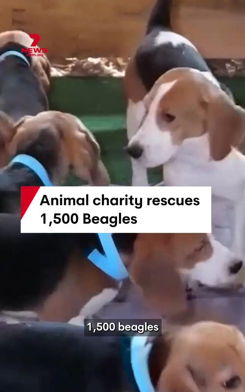 An animal charity has bought 1,500 beagles from a breeding and research facility in Wisconsin. The facility has been under investigation for animal cruelty, and was the scene of a stand-off last month when activists tried to rescue the dogs. #DogRescue #Beagles #AnimalCruelty #BeaglesRelease #ForeverHomes