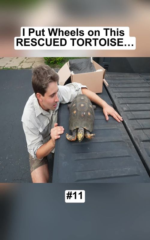 I Put Wheels on This RESCUED TORTOISE… #animal #monster #cuteanimals #wildanimals #fpyシシ❤️ 