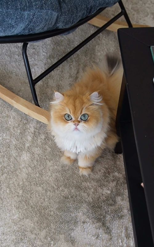 With that level of cuteness😻  Comes no ✨responsibility✨ #PetsOfTikTok #fluffy #cutecat #britishlonghair #blueeyes 