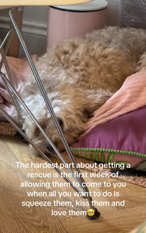All in due time🥺💕  #dog #rescueanimals #adoption #dogtok 