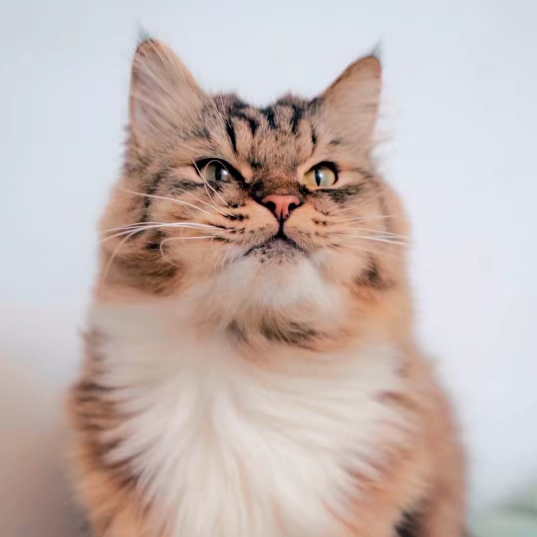 MisterrPuss