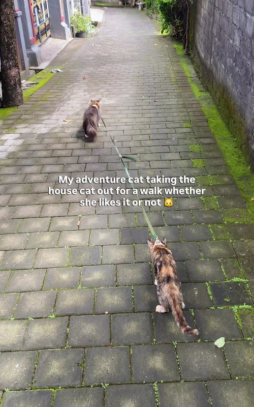 We have one adventure cat who loves his walks… and one who didn’t quite understand the concept 🐾  #cat  #adventurecat #catsoftiktok 