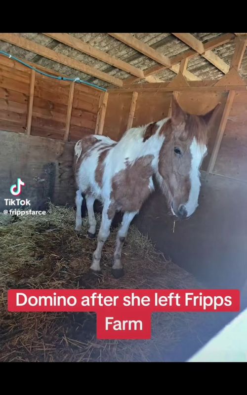 So Domino was sent to another rescue from Fripps who made out her animals are living their best lives does this horse look in good health? This picture was taken by a person who visited the rescue who saved Fripps animals from a living nightmare, now the council has decided Fripps is a good place for more animals when will the agencies who are responsible for the protection of animals do something? Our animal welfare laws are a joke