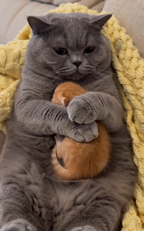 Her Reaction 🥹😩 Protective Cat Mama #kittenlove #cat #catmom #cattok #kitten 