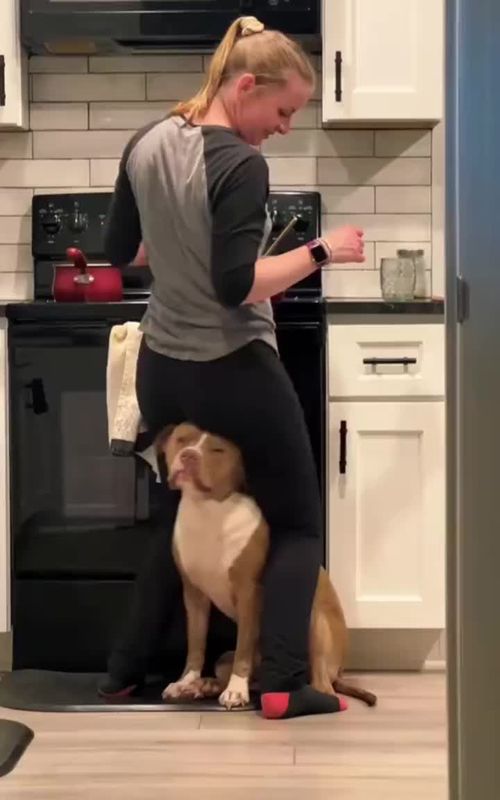 funnyDogs #funny #Dog #cute #animals #viral #dog #dogs #dogsoftiktok #DogLife #doglove #viral #fouryou #trynottolaugh #funnyvideo 