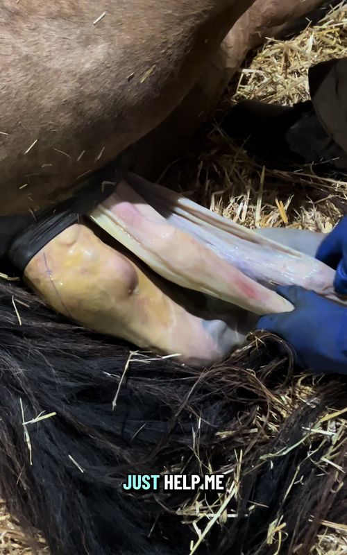 Well ain’t that exciting!! Definitely not what I was expecting—as you can probably tell by my reaction 🤣 Foal ID #22 ~ AQHA Buckskin Splash Filly Sired by Hesa Splashy Gun (Sarge), AQHA/APHA Bay Splash stallion, and out of Sweet N Shiney Peppy (Cleo), AQHA Buckskin Splash mare. #crocuspineranch #newborn #wow #foal 