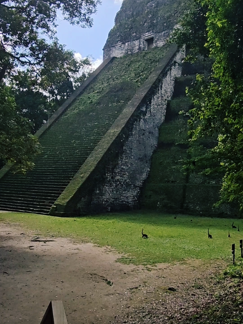 Des dinosaures au Guatemala 😅 . . #dinosaure #trvel #guatemala #animals #wild #fun #foryou #trend #viral #fyp