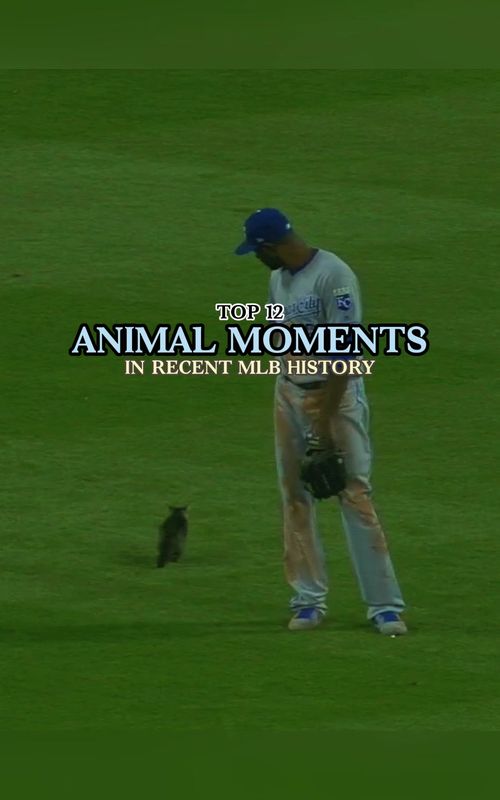 Animal Moments#mlb #foryou #baseball #sports #top 