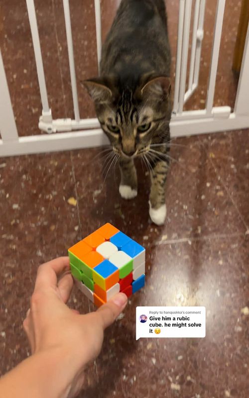 Replying to @hanquokka he says too easy, next 😮‍💨 #catsoftiktok #smartcat #cats #funnycat #cattok 