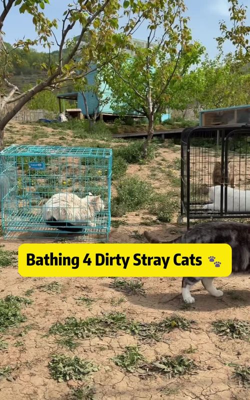 Bathing 4 Dirty Stray Cats 🐾 Full Transformation (Matted Fur, Skin Issues & Rescue Care) Today was a BIG day at the cat yard, bath day for 4 rescued stray cats! 🛁🐱 From heavily matted fur and skin infections to extreme dirt buildup, these cats needed serious care. One kitten had 70% of its body tangled, while another was covered in dandruff. Watching their transformation after a proper wash is incredibly satisfying. Bathing stray cats isn't easy, it takes patience, technique, and trust. After caring for 200+ cats, I've learned how to safely clean them while reducing stress. From gentle scrubbing to medical treatment and drying, every step matters. If you've ever rescued animals in places like Los Angeles, New York, or anywhere across the U.S., you know how important hygiene and care are for recovery. Clean fur isn't just about appearance, it's about health, comfort, and survival. After bath time, it's dinner time, watching them line up calmly (no fighting!) shows how far they've come 🥹 This video is about: 🐾 Stray cat rescue & rehabilitation 🧼 Proper pet hygiene and grooming ❤️ Real-life animal care behind the scenes 💬 Comment: How do YOU take care of your cats? ❤️ Like to support these rescues 🔁 Share to spread awareness 📌 Save to follow their journey #CatRescue #StrayCats #PetCare #CatBath #AnimalRescue 