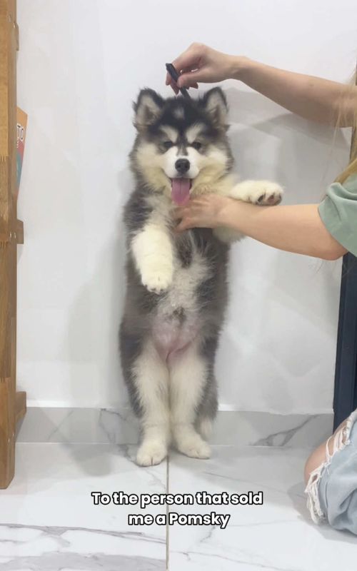 Why is she XL now? 😭 #dogsiblings #puppy #dogmom #husky #pomeranian 