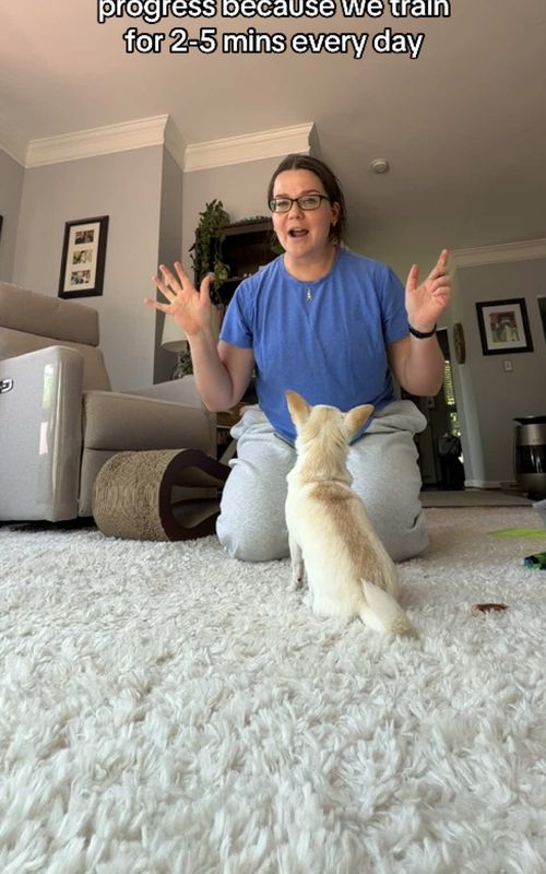 You do NOT have to train for hours a day to make progress!! If you need ideas for what to work on, my app DogTraining+ has tutorials on all sorts of stuff you can teach your dog! #dogtraining #dogtrainer #dogtrainingtips #dogtrainingadvice #chihuahua