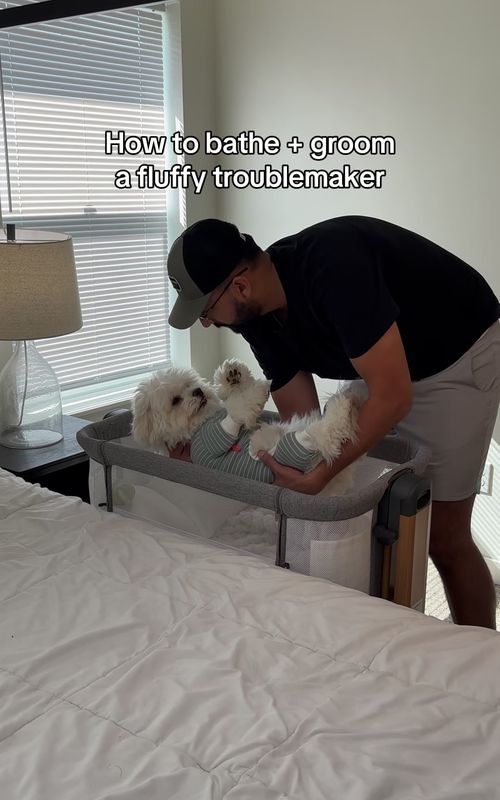At least he’s a clean troublemaker 😅 Everything we use to groom Milo is linked in our bio ❤️ #cutedog #bestdog #maltipoo #doggrooming #dogmom 