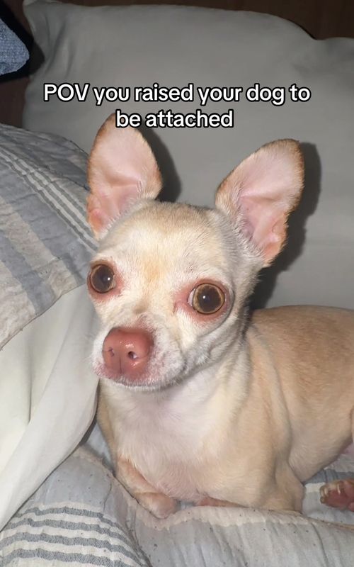I love it though 😂 #trashygas #gio #emmy #dog #pet 