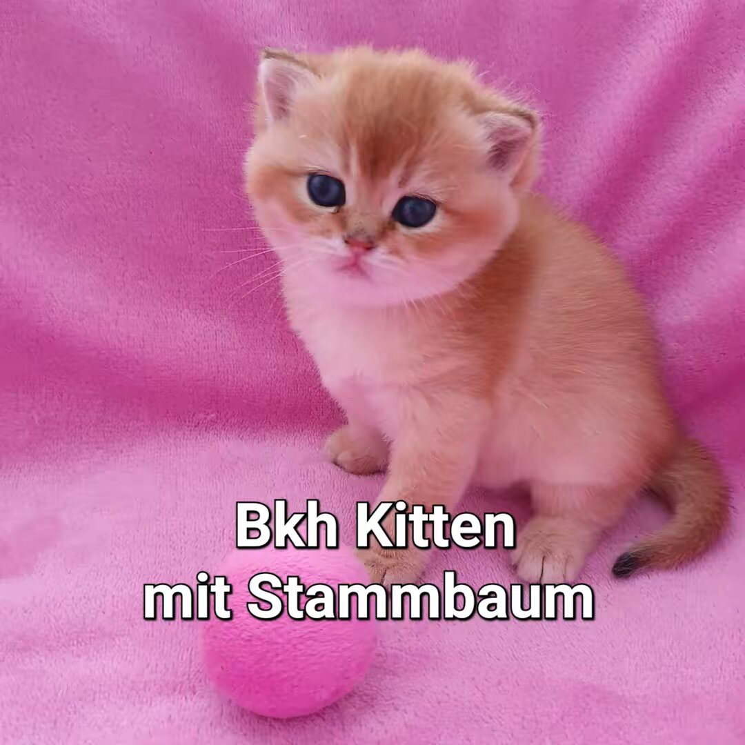 LanaCats