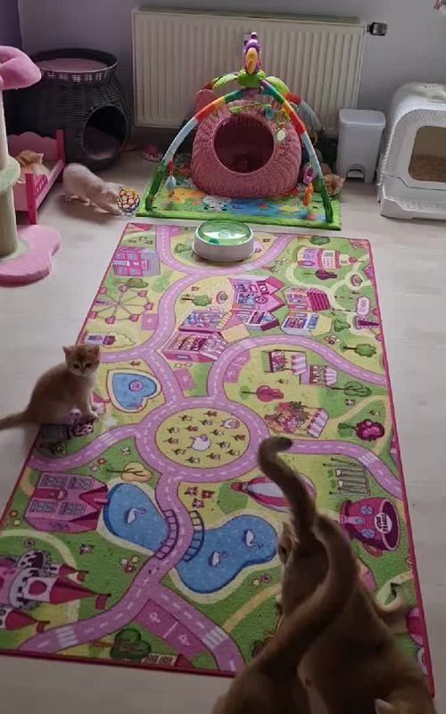Британские котята Германия Дортмунд  Bkh Kitten mit Stammbaum Dortmund #bkhkitten #britichcats #katzenbabys #котята #британскиекотята 