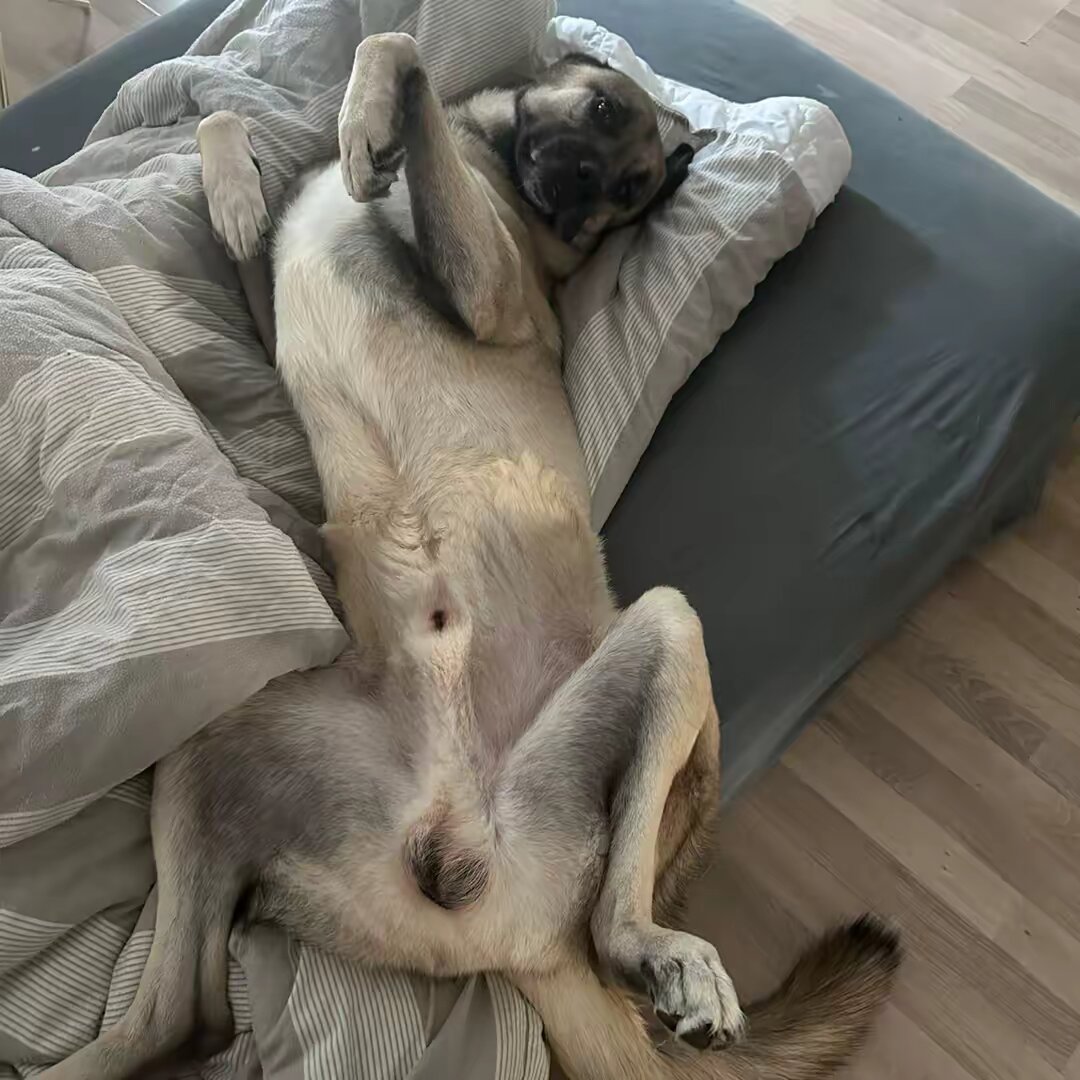 Talas_the_Kangal🐾