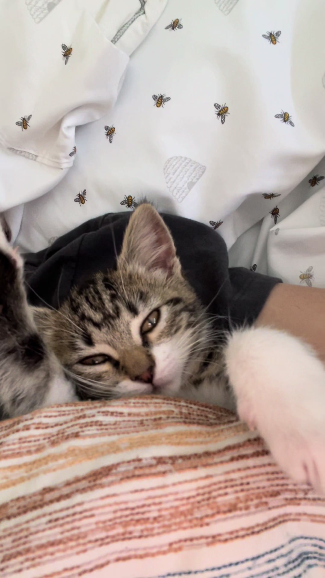 Oh how I miss when she was just a sleepy baby - my little Pawtrasha 💕🥹 #catsoftiktok #catmom #cute #adorable #kitten #fyp #fypシ 
