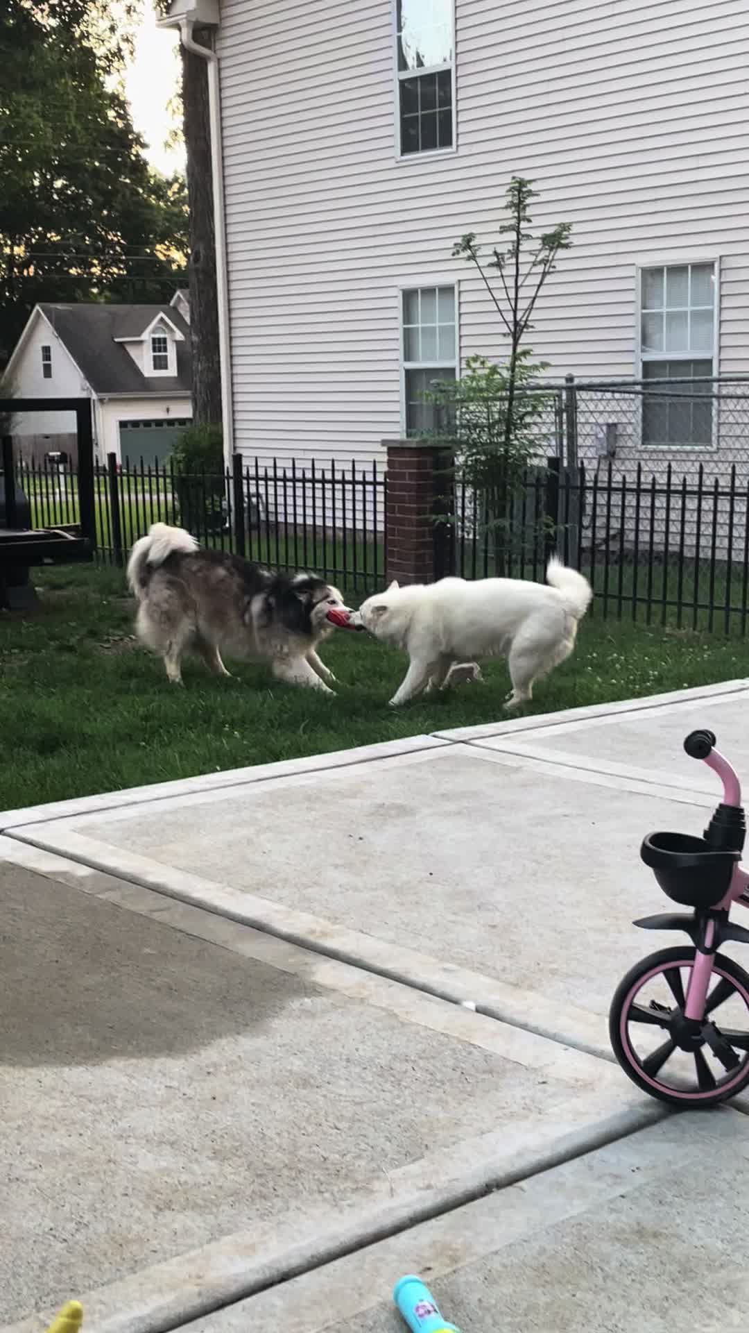 #fyp #dabke #huskydancing #funnyvideos #dogs #funnypets #funny #husky #viral 
