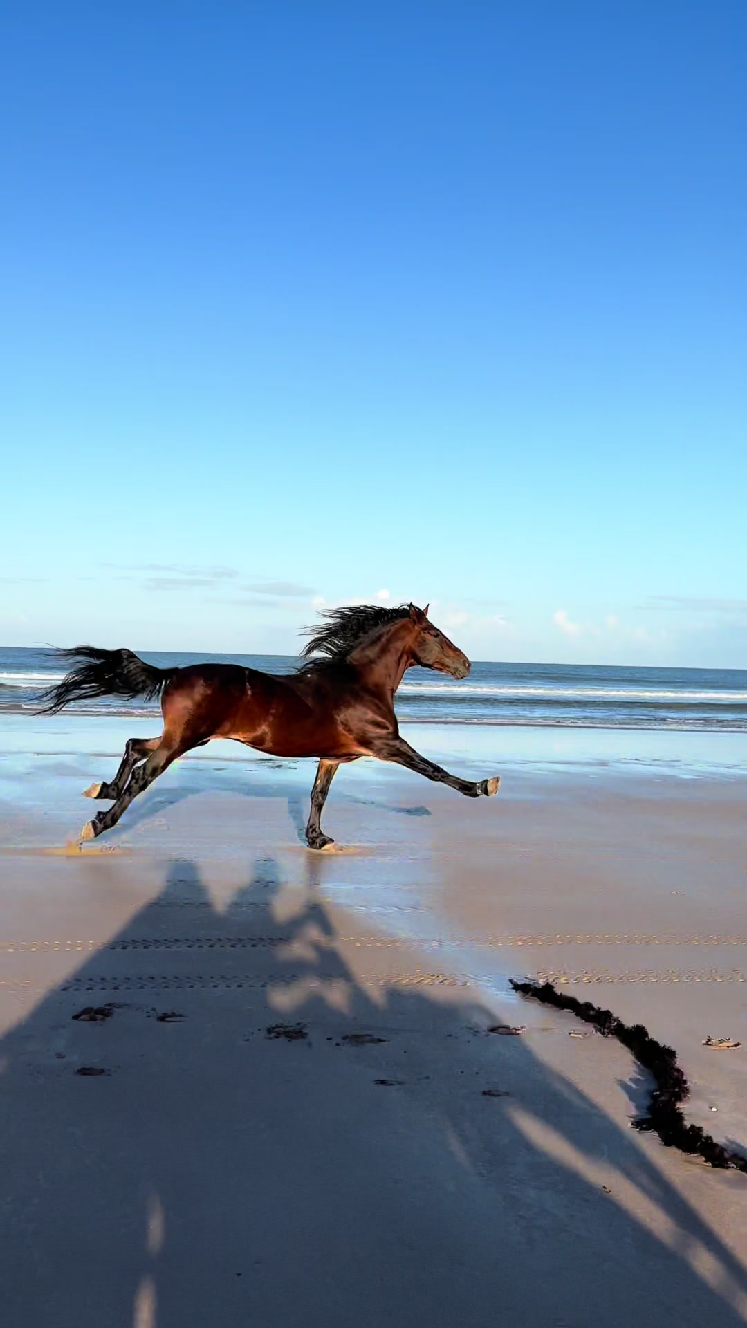 4 months since we rescued him, look how happy he is in his new life 💫 My forever love: Capo 🐎 👉🏼 We are a Travel Agency based in Essaouira (Morocco). Join us for an unforgettable horseride holidays. Ride the best horses in town, and meet the best team of riders.  . . . . . . #horses #horsesoftiktok #horse #horsetok #equestrian #fyp #cheval #fypage #viral #viralvideo #pferd #horsesontiktok #лошадь #horselove #essaouira #morocco #lovak #caballos #cavalli #feedom #power #stallion #brave 